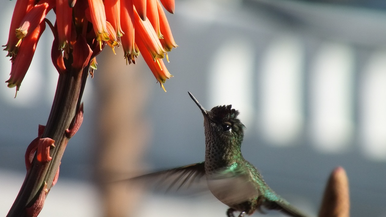 Attracting Hummingbirds to Your Garden